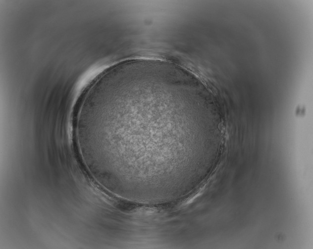 X0000092000294200709201515