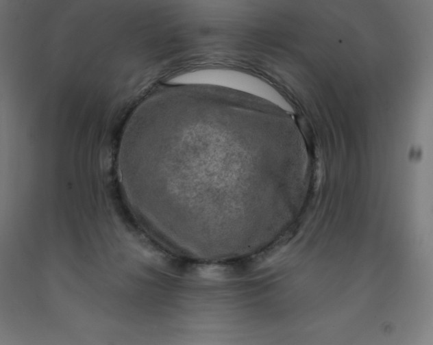 X0000092000268200709271514