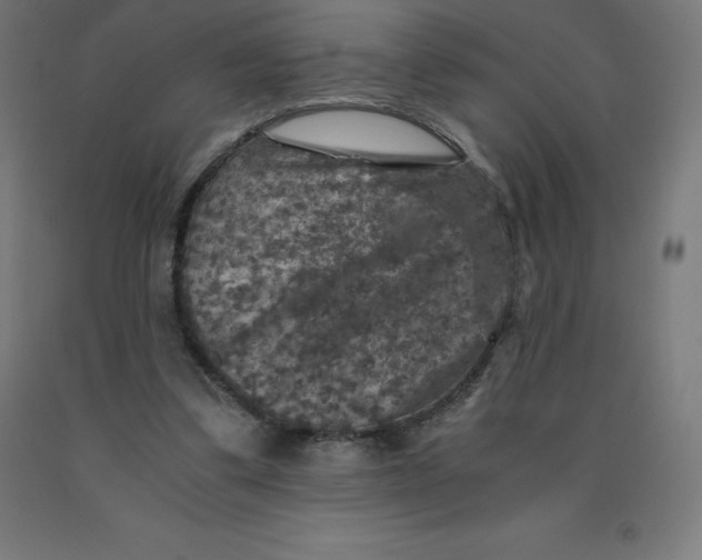 X0000092000299200709271514