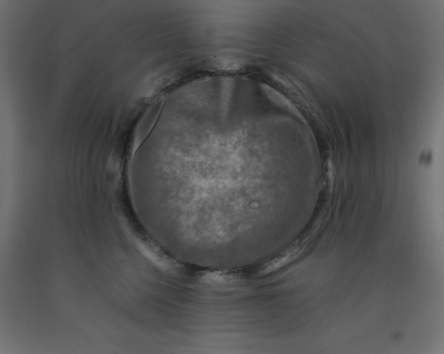 X0000092000568200709271511