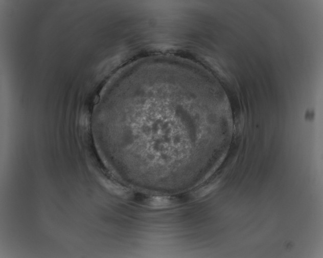 X0000092000623200709271509