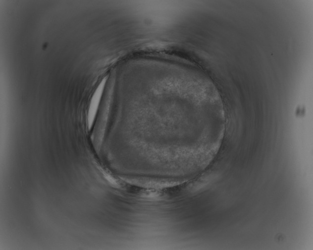 X0000092000624200709271509