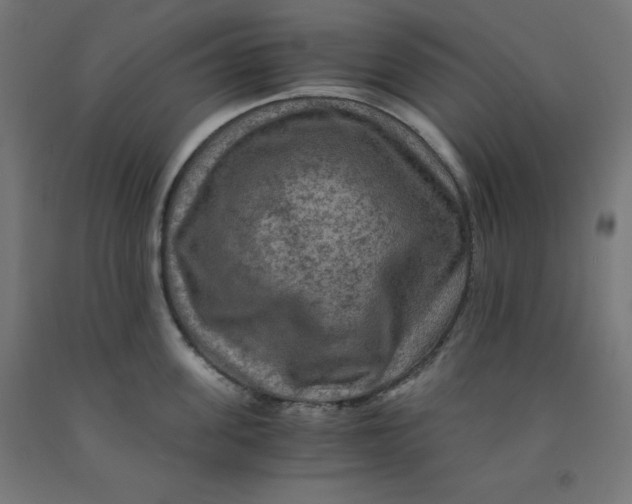 X0000092000955200709271506