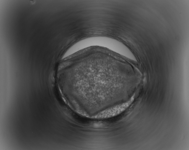 X0000092000264200710041013