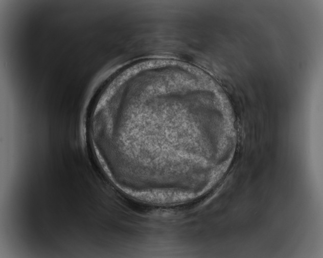 X0000092000294200710041012