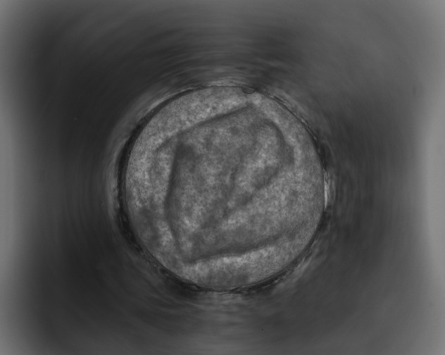 X0000092000339200710041011