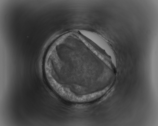 X0000092000341200710041011