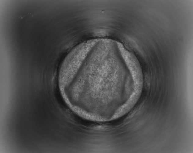 X0000092000364200710041012