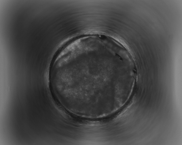 X0000092000438200710041010