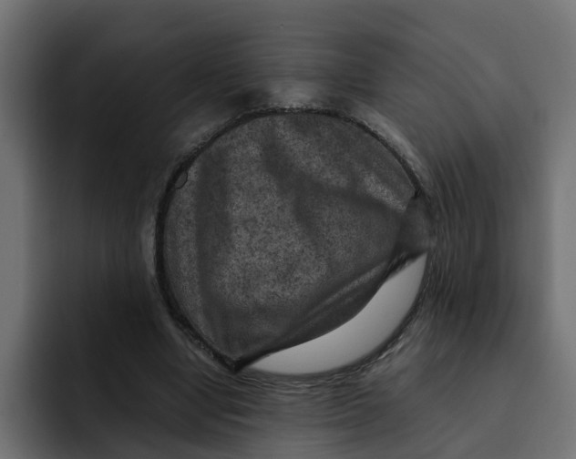 X0000092000442200710041010