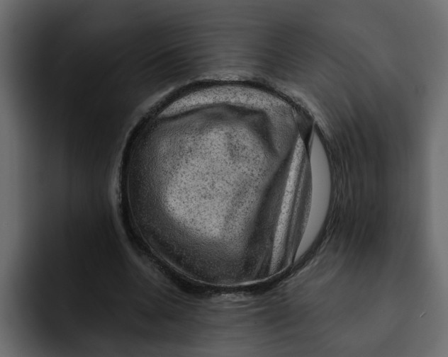 X0000092000536200710041009