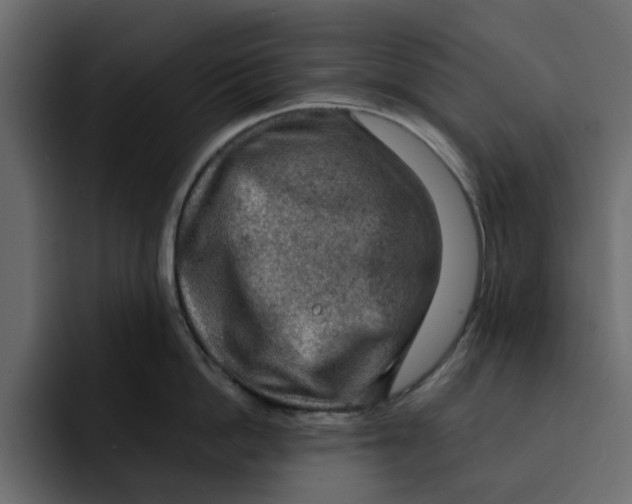 X0000092000862200710041006