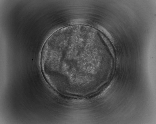 X0000092001386200710041000