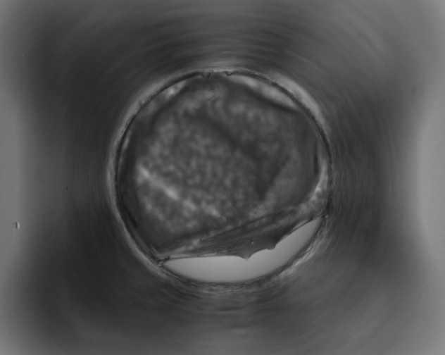 X0000092001429200710040959