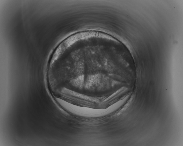 X0000092001525200710040958