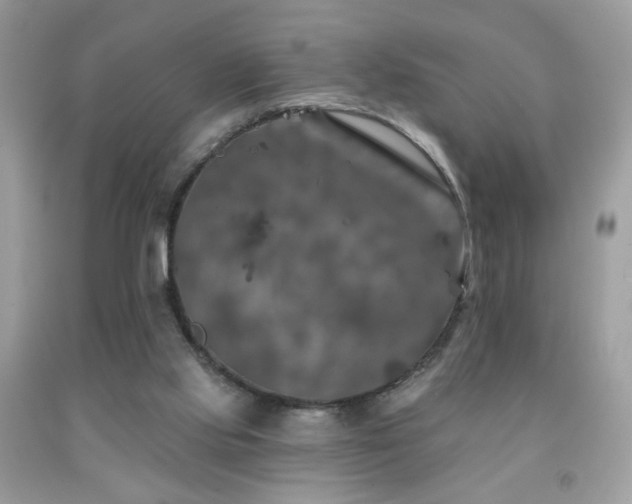 X0000092010061200709061541