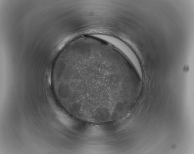 X0000092010062200709061541