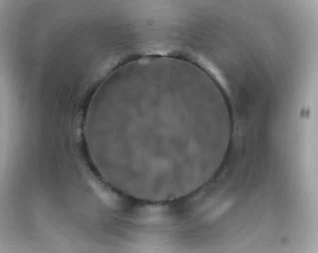 X0000092010065200709061541