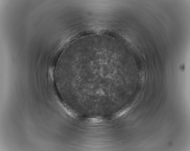 X0000092010286200709061539