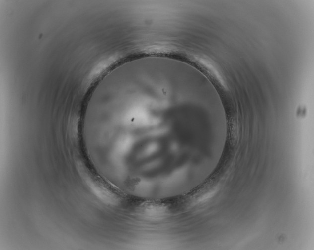 X0000092010491200709061535