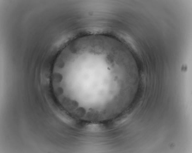 X0000092010499200709061535