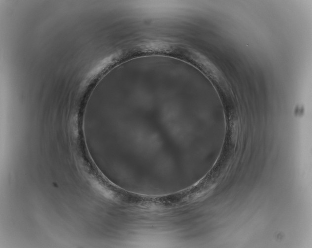 X0000092010729200709061531