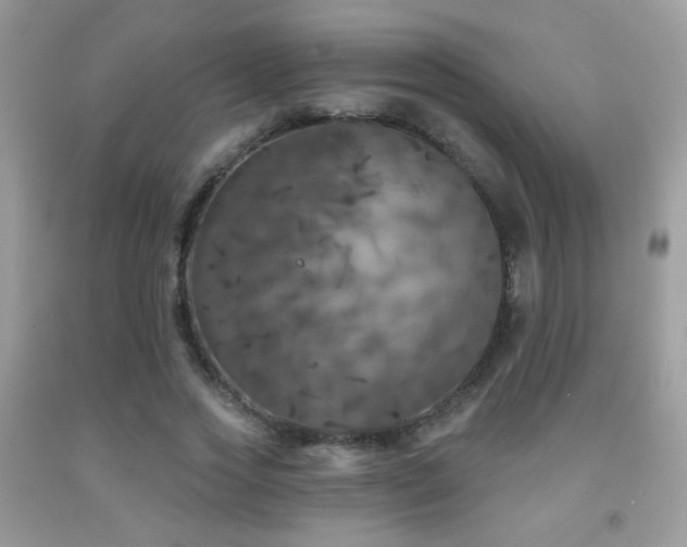 X0000092010733200709061531