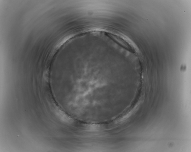 X0000092010785200709061531