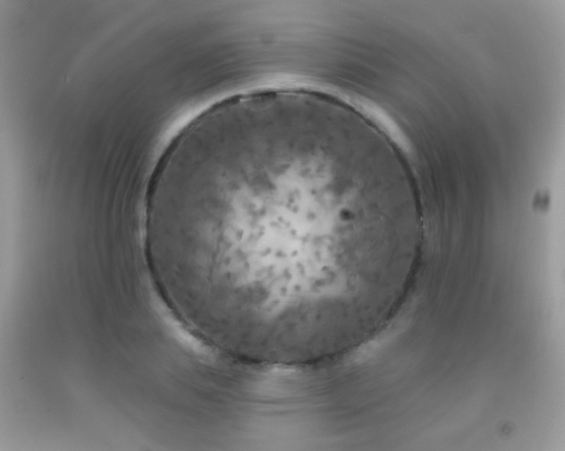 X0000092010839200709061530