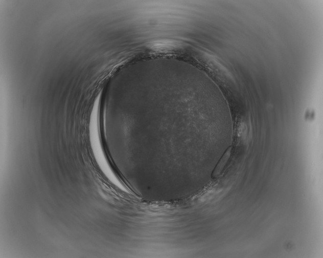 X0000092010868200709061530