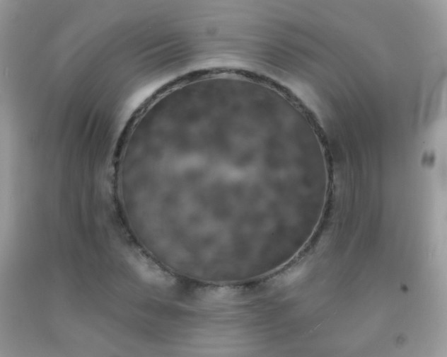 X0000092010879200709061530
