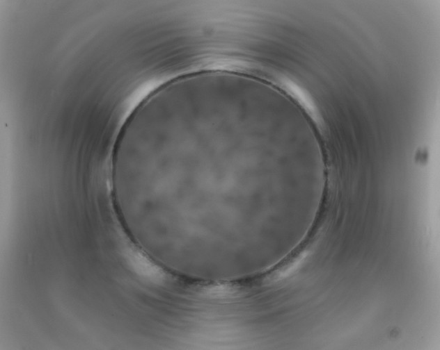 X0000092010891200709061530