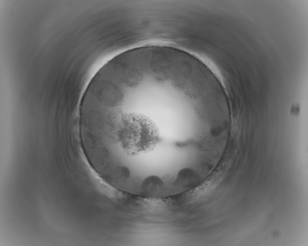 X0000092010911200709061529