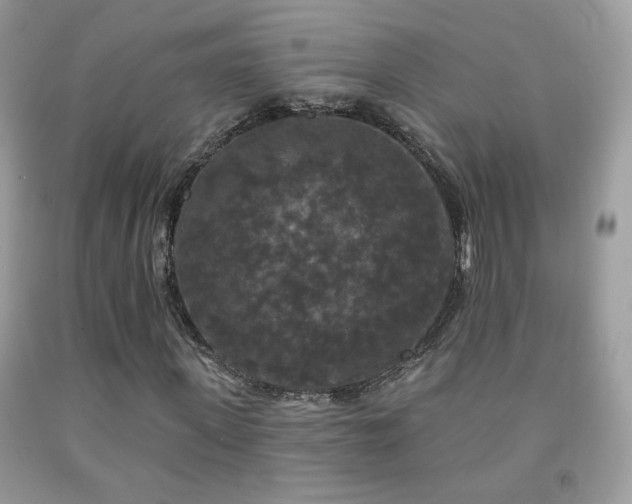X0000092010915200709061529