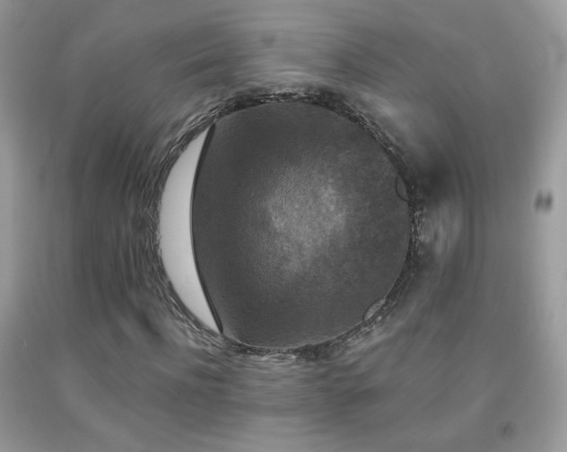 X0000092010916200709061529