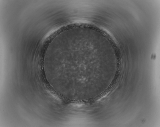 X0000092010919200709061529