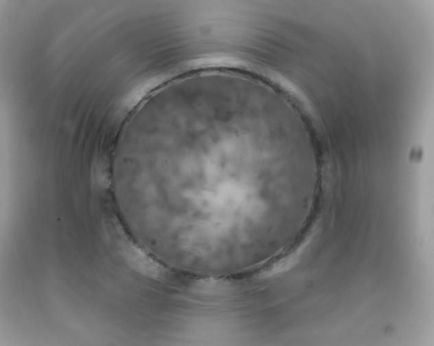 X0000092010929200709061529