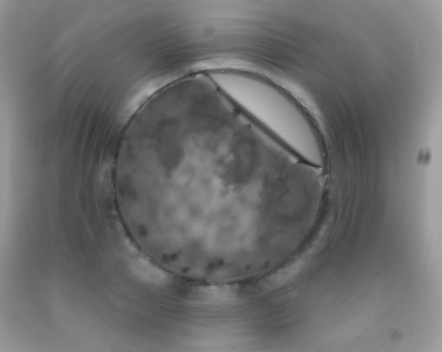 X0000092010937200709061529