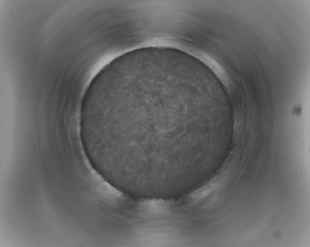 X0000092010950200709061529