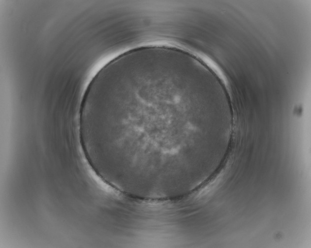 X0000092010951200709061529