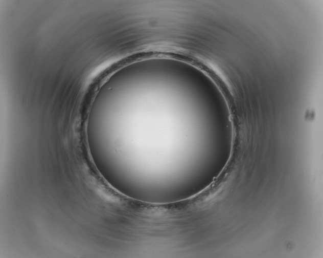 X0000092010971200709061529