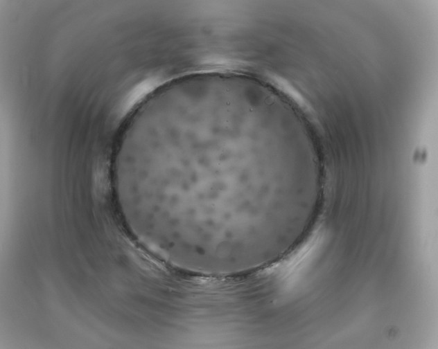 X0000092011259200709061525
