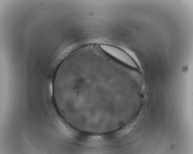 X0000092010061200709131544
