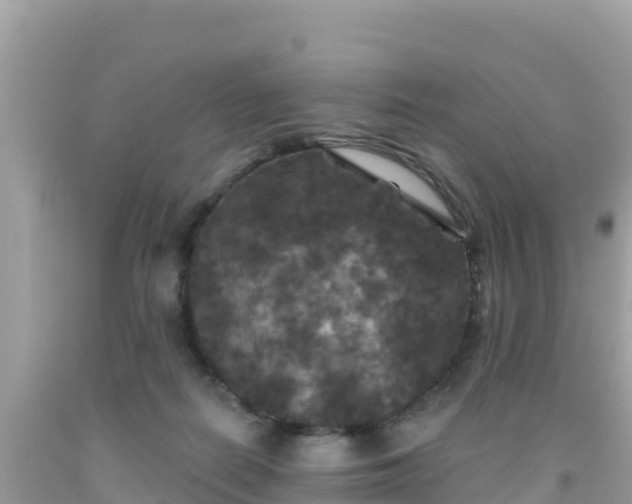 X0000092010266200709131541