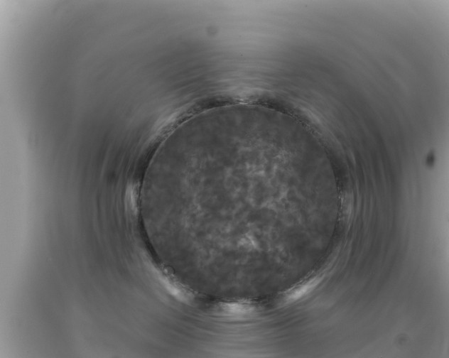 X0000092010286200709131541