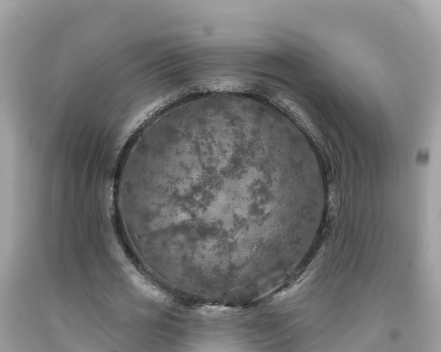 X0000092010725200709131534