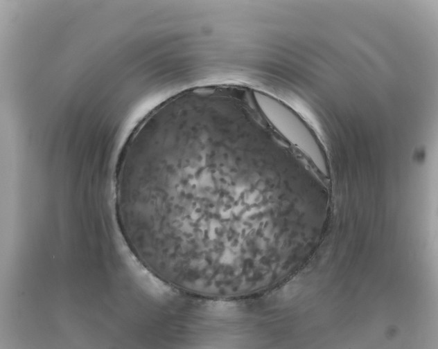 X0000092011088200709131529