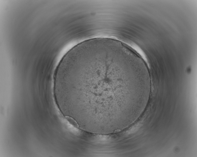 X0000092011096200709131529
