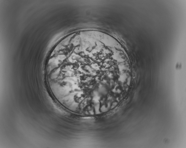 X0000092010053200709201539