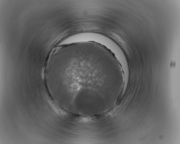 X0000092010405200709201534